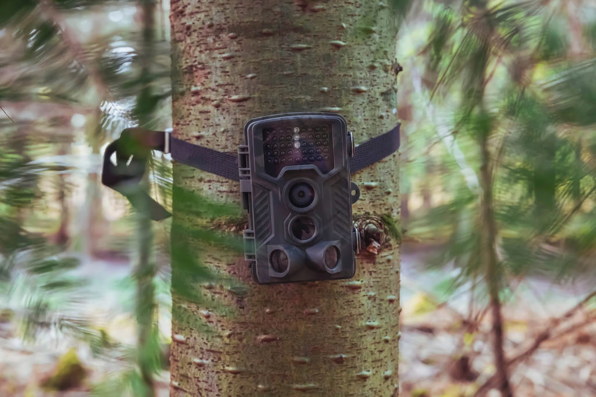 Image illustrant un caméra de chasse attachée à un arbre