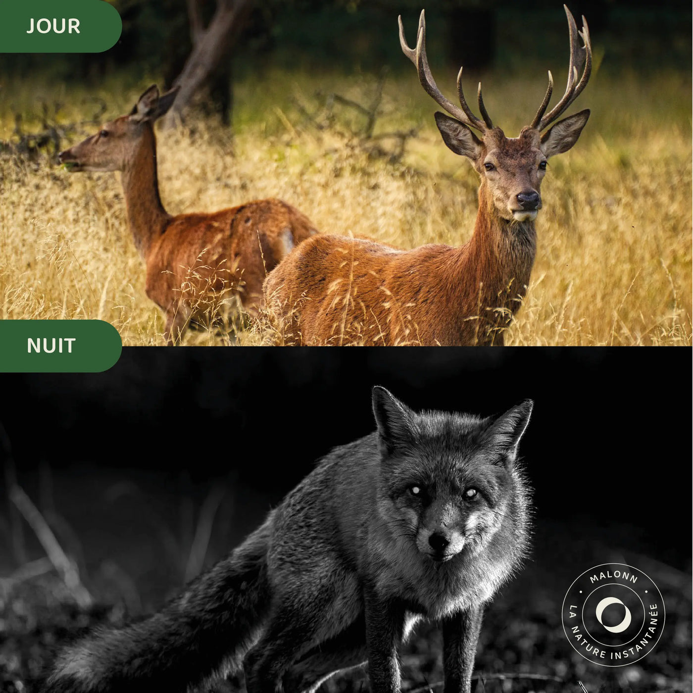 caméra de surveillance de la faune avec vision nocturne
