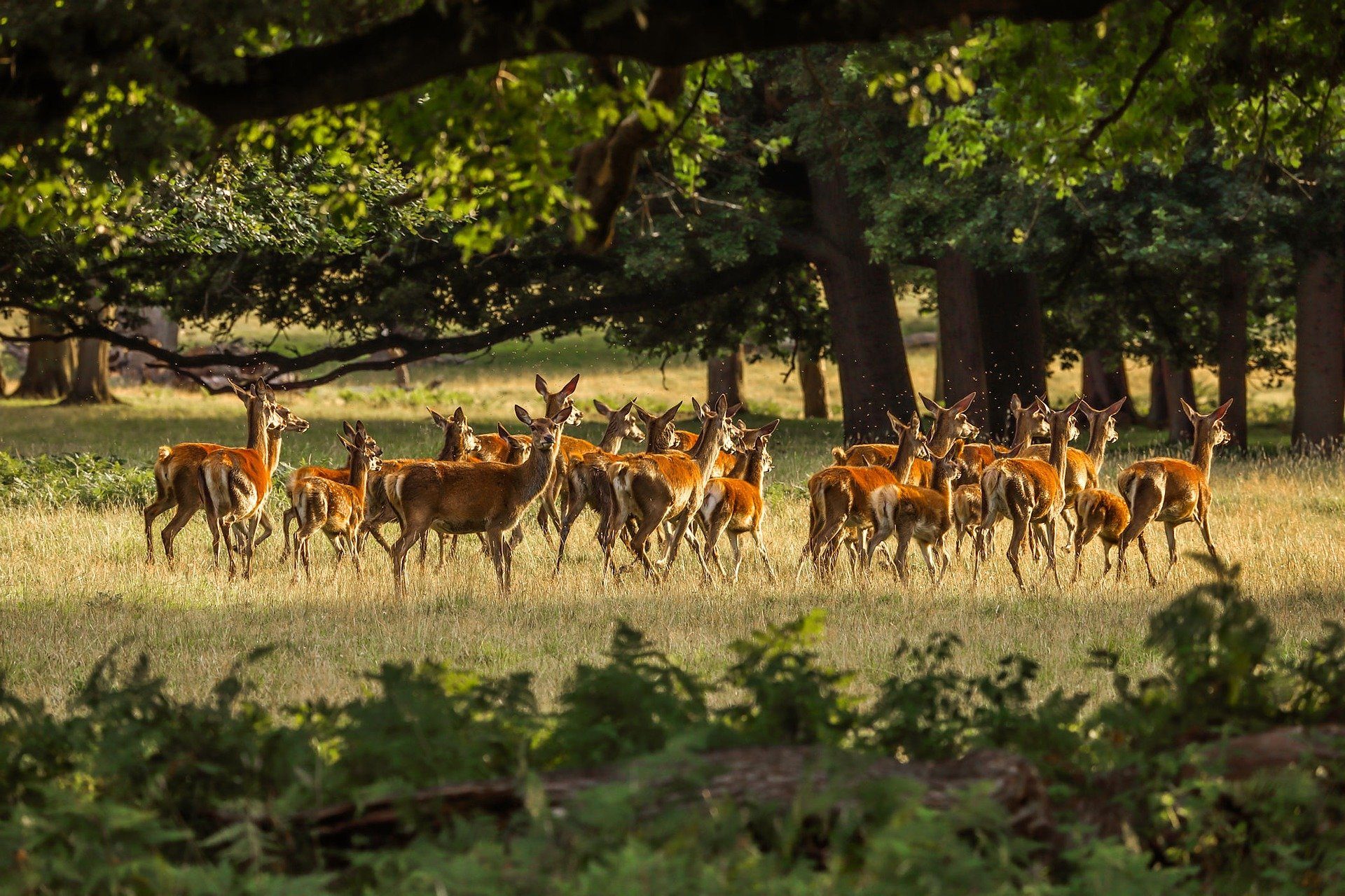 Capter des moments de vie des animaux sauvages avec des caméras de chasse