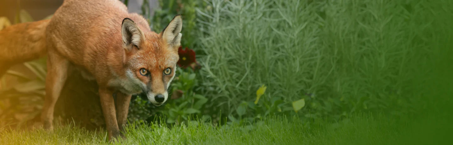 camera d'observation animaux