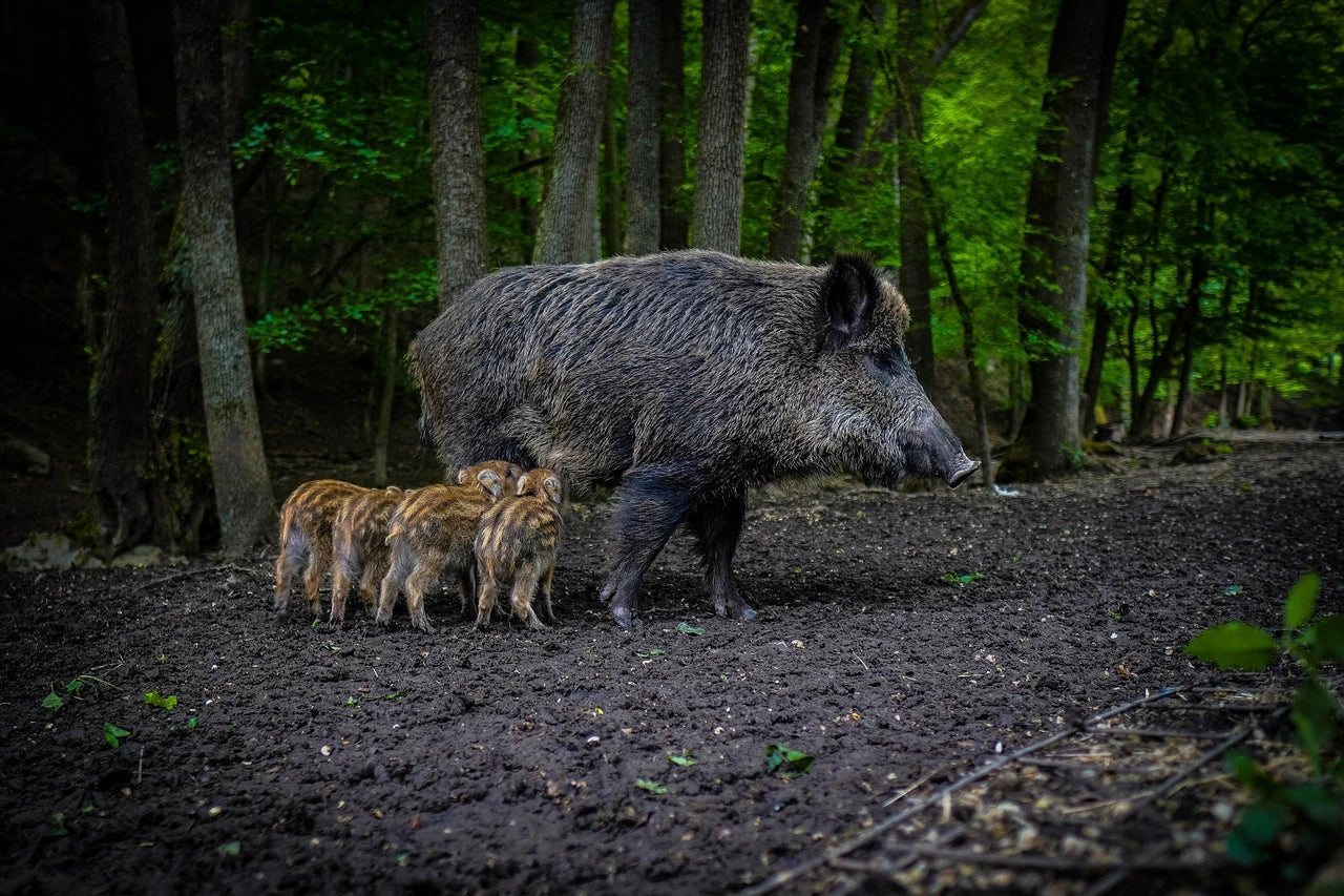 camera animaliere_vision_nocturne